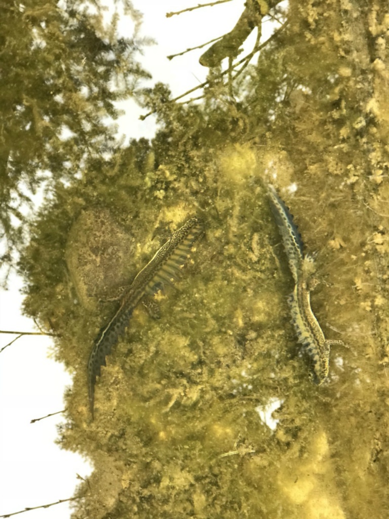 Batılı Kuzey Şeritli Semenderi - Ommatotriton nesterovi